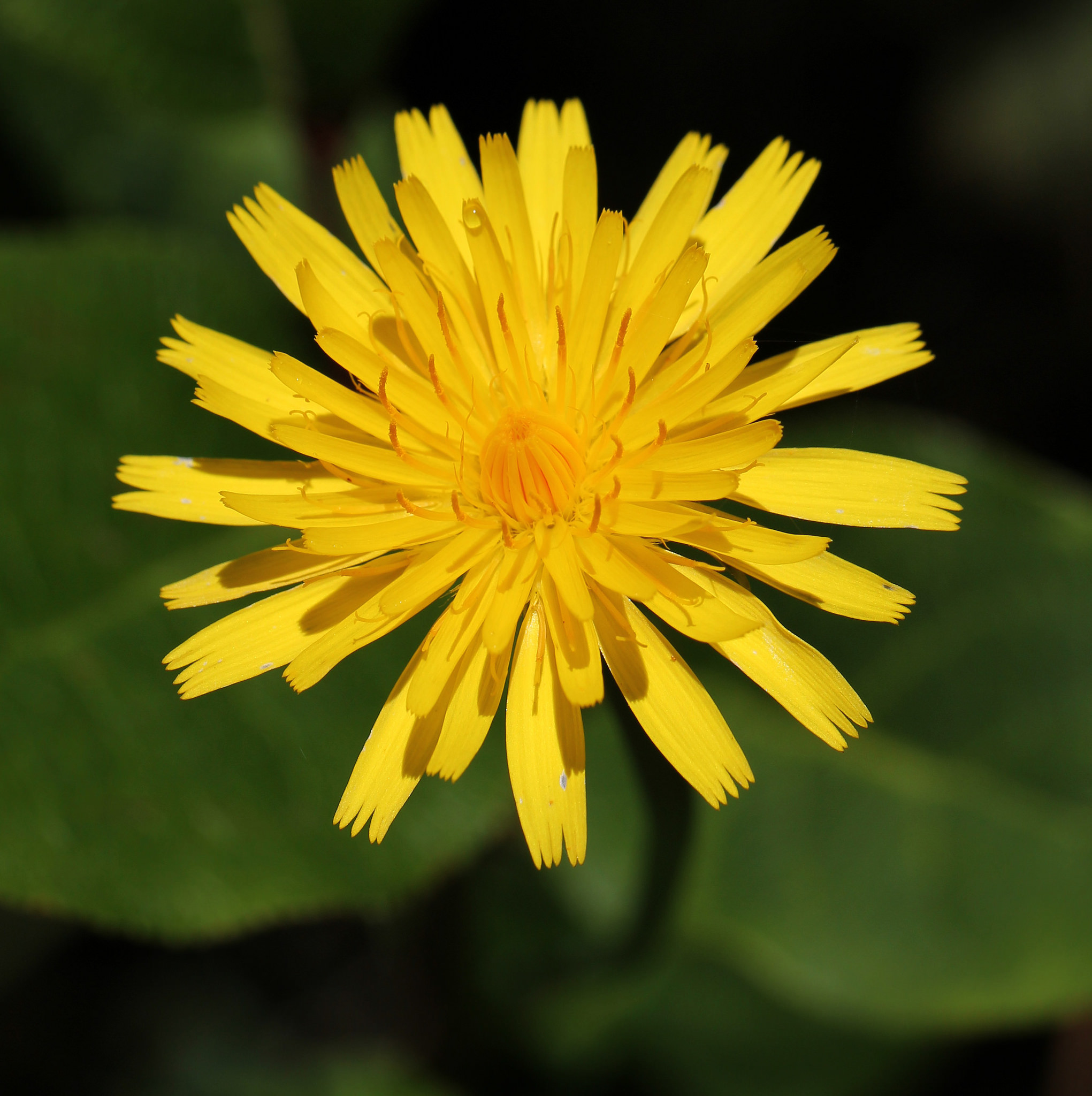 dandelion